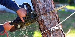 Grove City, FL Tree Services Company