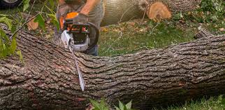 How Our Tree Care Process Works  in  Grove City, FL
