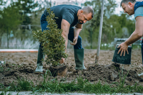 Best Fruit Tree Pruning  in Grove City, FL