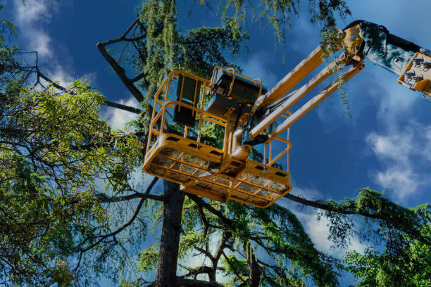 Best Seasonal Cleanup (Spring/Fall)  in Grove City, FL