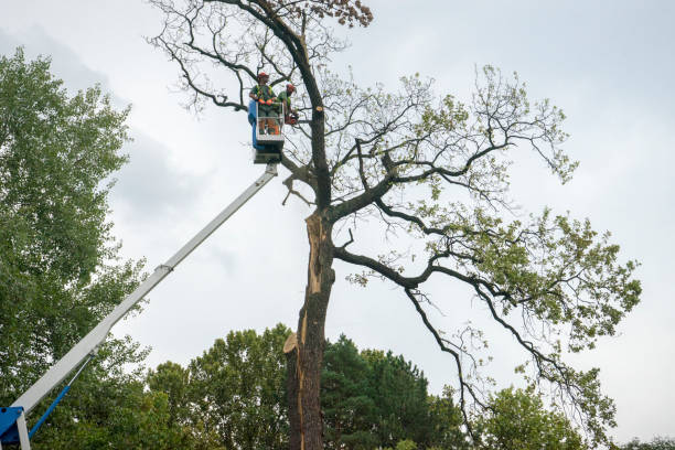 Best Tree Maintenance Programs  in Grove City, FL
