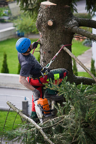 Best Tree Cabling and Bracing  in Grove City, FL