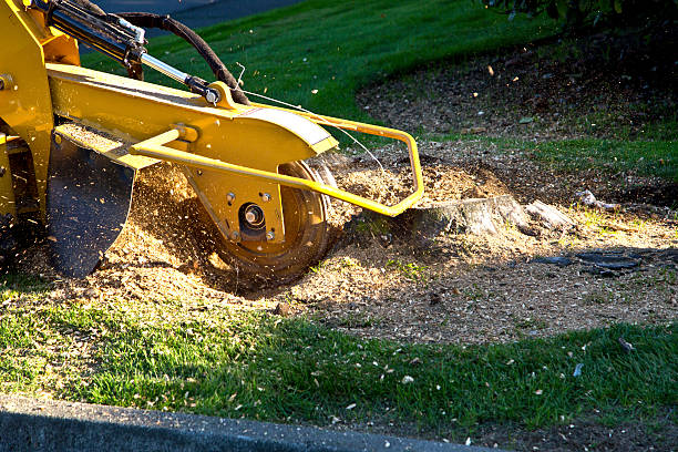 Best Emergency Tree Removal  in Grove City, FL