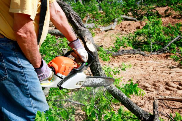Best Hedge Trimming  in Grove City, FL
